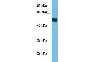Host:  Mouse  Target Name:  TFE3  Sample Tissue:  Mouse Brain  Antibody Dilution:  1ug/ml (TFEB antibody  (C-Term))