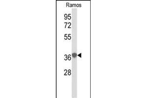 Western blot analysis of EEF1D antibody (N-term) (ABIN390423 and ABIN2840811) in Ramos cell line lysates (35 μg/lane). (EEF1D antibody  (N-Term))