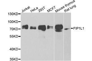Western blot analysis of extracts of various cell lines, using FIP1L1 antibody. (FIP1L1 antibody)