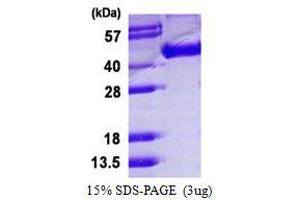 Image no. 1 for Influenza Hemagglutinin HA1 Chain (HA1) protein (His tag) (ABIN1098607)