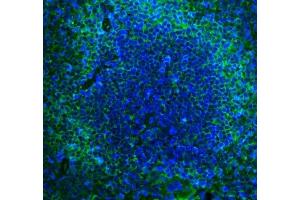 IF analysis of Cd2 using anti-Cd2 antibody (ABIN7600738). (CD2 antibody  (AA 23-201))