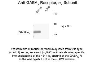 Western Blot of Anti-GABA(A) Receptor alpha 3 (Rabbit) Antibody - 600-401-D46 Western Blot of Anti-GABA(A) Receptor alpha 3 (Rabbit) Antibody.