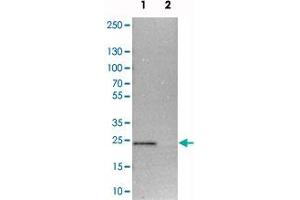 Western blot analysis of cell lysates with TEX261 polyclonal antibody  at 1:250-1:500 dilution. (TEX261 antibody)
