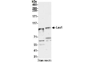 Western Blotting (WB) image for anti-Leo1, Paf1/RNA Polymerase II Complex Component, Homolog (S. Cerevisiae) (LEO1) (AA 550-600) antibody (ABIN7453950)