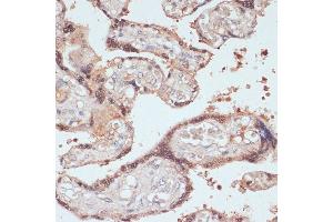Immunohistochemistry of paraffin-embedded human placenta using MYCBP antibody (ABIN1680940, ABIN3019105, ABIN3019106 and ABIN6220717) at dilution of 1:100 (40x lens). (MYCBP antibody  (AA 1-103))