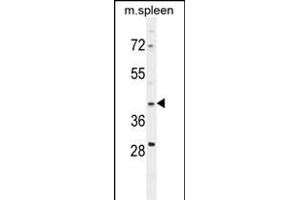 MAP1D antibody  (N-Term)