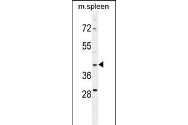 MAP1D antibody  (N-Term)