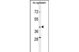 P1D Antibody (ABIN654807 and ABIN2844481) western blot analysis in mouse spleen cell line lysates (35 μg/lane). (MAP1D antibody  (N-Term))