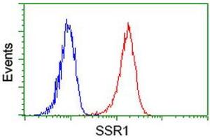 Image no. 4 for anti-Signal Sequence Receptor, alpha (SSR1) antibody (ABIN1501153) (SSR1 antibody)