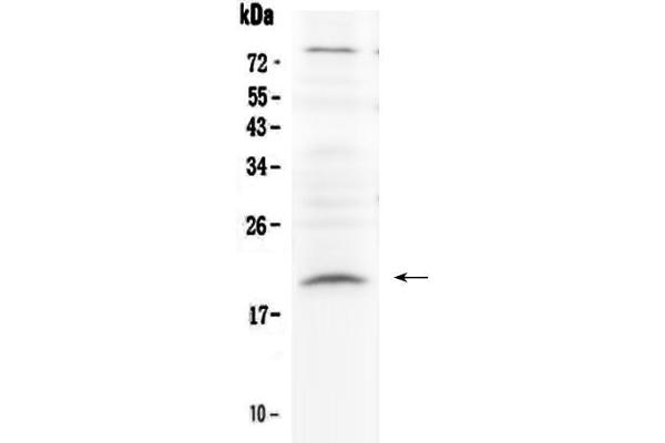 Relaxin 1 antibody