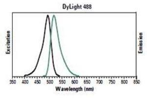 Excitation and emission spectra of Goat Anti-Rabbit IgG (H+L) Antibody (DyLight 488). (Goat anti-Rabbit IgG (Heavy & Light Chain) Antibody (DyLight 488))