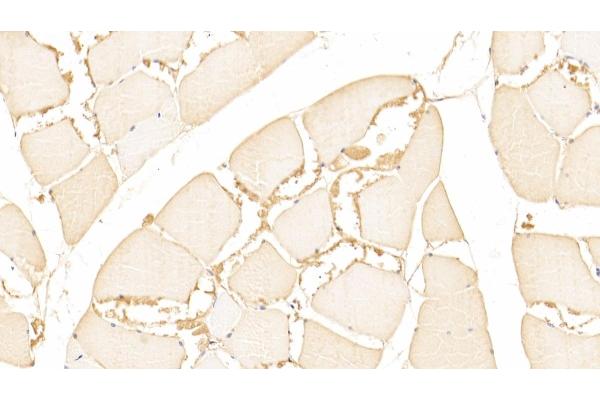 CST6 antibody  (AA 29-149)