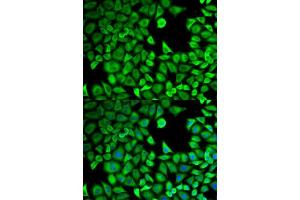 Immunofluorescence analysis of HeLa cells using LTA4H antibody. (LTA4H antibody  (AA 312-611))