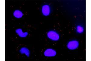 Proximity Ligation Analysis of protein-protein interactions between CYCS and CASP9. (Cytochrome C antibody  (AA 1-105))