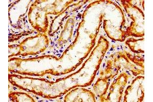 Immunohistochemistry of paraffin-embedded human kidney tissue using ABIN7167915 at dilution of 1:100 (ARHGAP1 antibody  (AA 216-308))