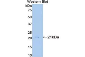 Western blot analysis of the recombinant protein. (IL1A antibody  (AA 98-266))