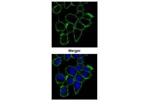 ICC/IF Image Confocal immunofluorescence analysis (Olympus FV10i) of methanol-fixed A431, using EGFR, antibody (Green) at 1:1000 dilution. (EGFR antibody  (C-Term))