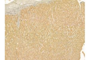 ABIN6263590 and ABIN6277540 at 1/100 staining human normal liver tissue by IHC-P. (NEK2 antibody  (Internal Region))