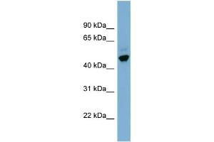 WB Suggested Anti-ONECUT2 Antibody Titration: 0. (ONECUT2 antibody  (Middle Region))