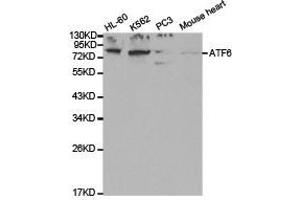 Western Blotting (WB) image for anti-Activating Transcription Factor 6 (ATF6) antibody (ABIN1871133) (ATF6 antibody)