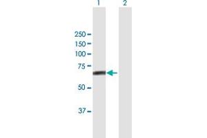 Western Blot analysis of FBXL4 expression in transfected 293T cell line by FBXL4 MaxPab polyclonal antibody. (FBXL4 antibody  (AA 1-621))