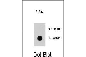 Dot blot analysis of anti-Cdc25A Phospho-specific Pab (ABIN389906 and ABIN2839740) on nitrocellulose membrane. (CDC25A antibody  (pSer79))
