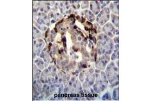STXBP3 Antibody (Center) (ABIN656402 and ABIN2845696) immunohistochemistry analysis in formalin fixed and paraffin embedded human pancreas tissue followed by peroxidase conjugation of the secondary antibody and DAB staining.