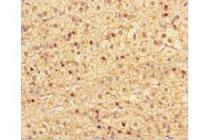 Immunohistochemistry of paraffin-embedded human adrenal gland tissue using ABIN7161918 at dilution of 1:100 (NRBP2 antibody  (AA 12-258))