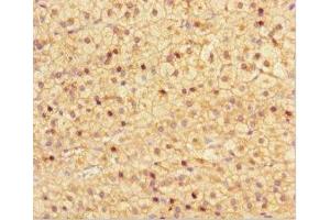 Immunohistochemistry of paraffin-embedded human adrenal gland tissue using ABIN7161918 at dilution of 1:100 (NRBP2 antibody  (AA 12-258))