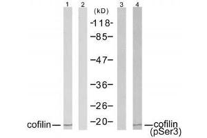 Western blot analysis of extracts from COLO205 cells using cofilin (Ab-1022) antibody (E021164, Lane 1 and 2) and cofilin (phospho-Ser3) antibody (E011139, Lane 3 and 4). (Cofilin antibody  (pSer3))