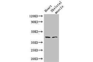 Western Blot Positive WB detected in: Mouse heart tissue, Mouse skeletal muscle tissue All lanes: SLC30A7 antibody at 3 μg/mL Secondary Goat polyclonal to rabbit IgG at 1/50000 dilution Predicted band size: 42 kDa Observed band size: 42 kDa (SLC3A7 (AA 162-236) antibody)