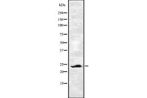 Western blot analysis of EF-1β using HT29 whole cell lysates (EEF1B2 antibody  (Internal Region))