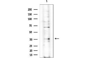 anti-Odorant Receptor 89 (OR89) (Internal Region) antibody