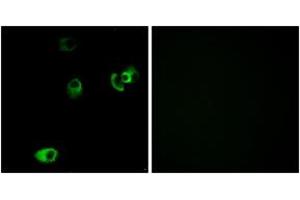 Immunofluorescence analysis of MCF7 cells, using DRD4 Antibody.