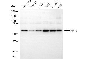 Western blotting analysis using AKT3 antibody (ABIN7800790).