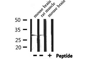 Western blot analysis of extracts from mouse brain,rat muscle, using PHB Antibody.