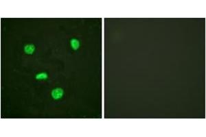 Immunofluorescence analysis of HeLa cells, using Histone H3. (Histone H3.3 antibody  (AA 16-65))