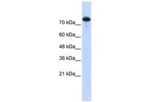 Image no. 1 for anti-WW Domain Containing E3 Ubiquitin Protein Ligase 2 (WWP2) (AA 323-372) antibody (ABIN6740794) (WWP2 antibody  (AA 323-372))