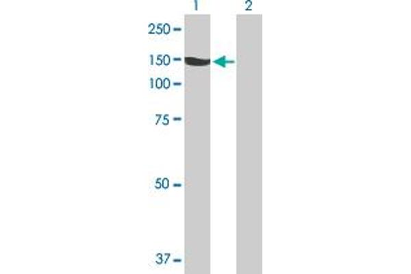 ABCF1 antibody  (AA 1-845)