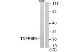 Western blot analysis of extracts from K562 cells, using TNFRSF9 Antibody.