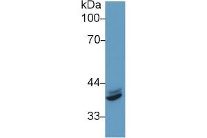 Western Blot; Sample: Human Hela cell lysate; Primary Ab: 1µg/ml Rabbit Anti-Mouse IRF1 Antibody Second Ab: 0. (IRF1 antibody  (AA 44-319))