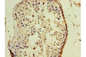 Immunohistochemistry of paraffin-embedded human testis tissue using ABIN7153273at dilution of 1:100