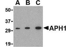 Western Blotting (WB) image for anti-Anterior Pharynx Defective 1 Homolog A (C. Elegans) (APH1A) (N-Term) antibody (ABIN1031234)