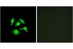 Immunofluorescence analysis of HepG2 cells, using TSC22D1 Antibody .