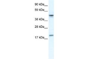 WB Suggested Anti-PDCD4 Antibody Titration:  0. (PDCD4 antibody  (N-Term))