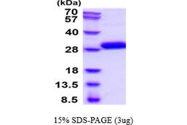 Kallikrein 7 Protein (KLK7) (AA 1-181) (His tag)