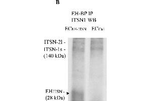 Intersectin-1s (ITSN) interacts via the EH domains with the EHBP1. (Rabbit TrueBlot® Anti-Rabbit IgG HRP)