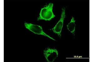 Immunofluorescence of purified MaxPab antibody to TUFM on HeLa cell. (TUFM antibody  (AA 1-455))