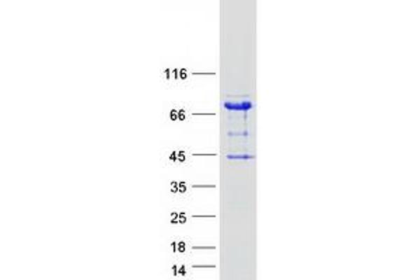 ARHGAP27 Protein (Myc-DYKDDDDK Tag)