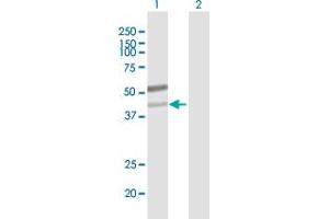 Western Blot analysis of B3GNT6 expression in transfected 293T cell line by B3GNT6 MaxPab polyclonal antibody.
